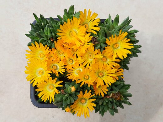 Delosperma Gold Nugget