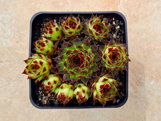 Netřesk - Sempervivum Taurus