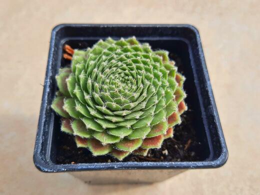 Sempervivum Chlorys 9/2024