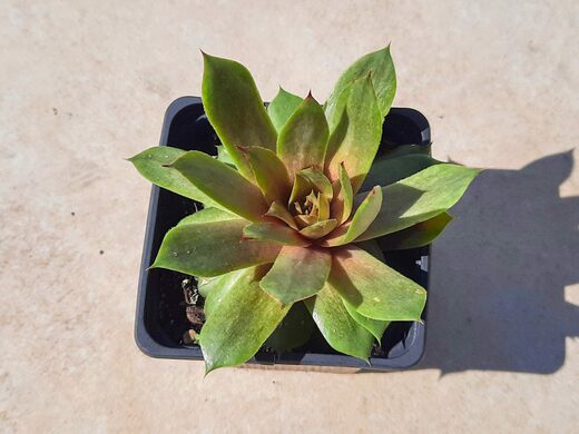 Sempervivum Chram Spoon 5/2023