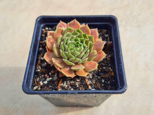 Sempervivum Exorna 9/2024