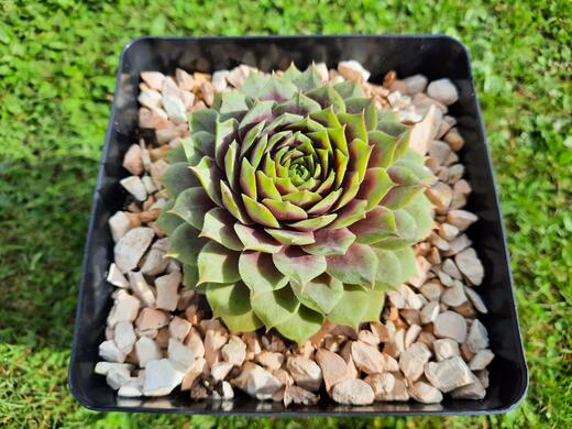 Sempervivum Mary Ann 9/2024