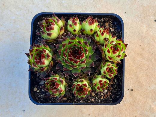 Sempervivum Taurus