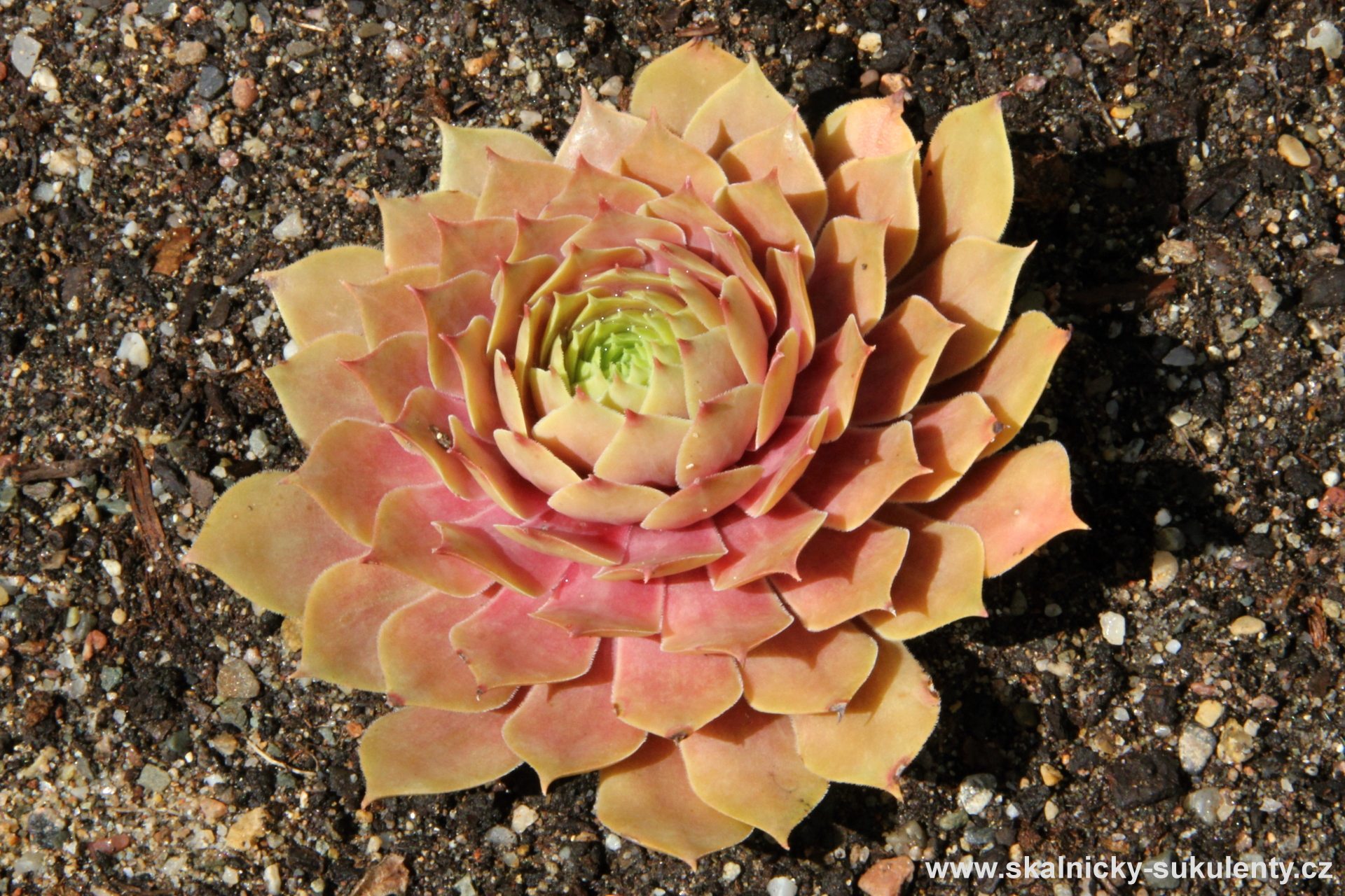 Netřesk - Sempervivum Othello