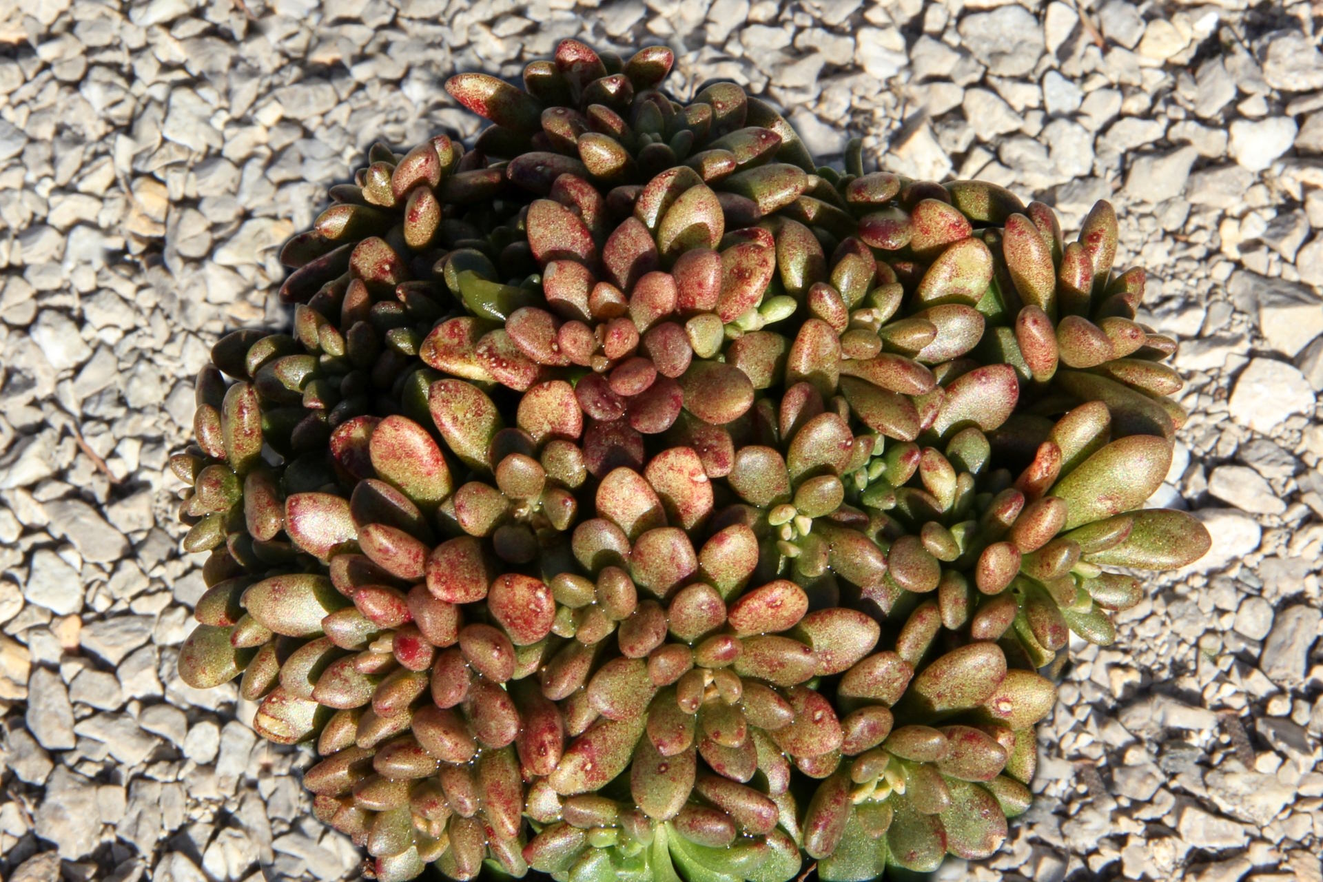 Rosularia rosulata