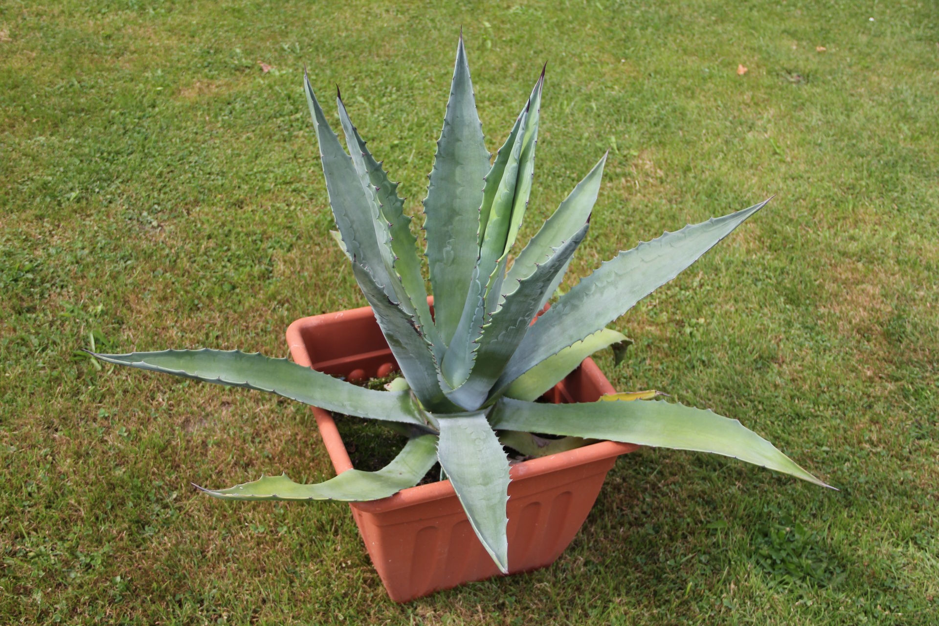 Agave americana